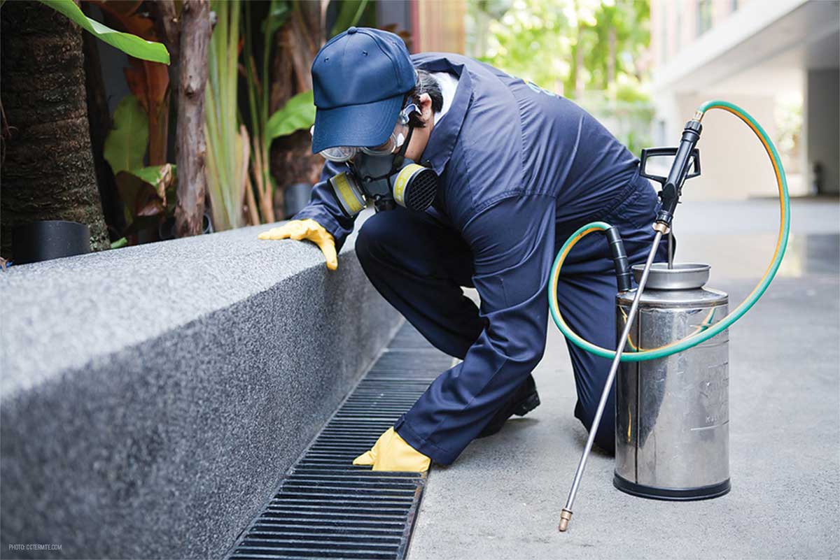 Keeping Your Home Safe: Expert Insights on Pest Management